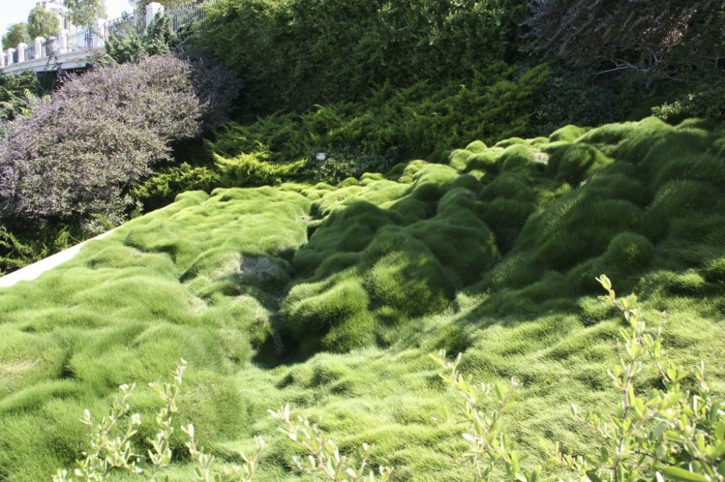 Interesting grass formations in the Bahai Gardens.